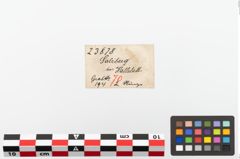 Etiketten zu Bronzering (NHMW-PRAE-023878)